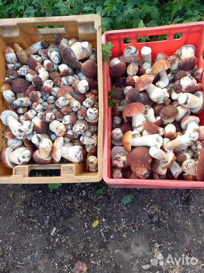 Грибы,белые