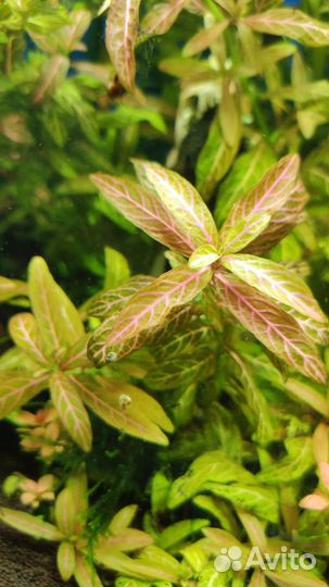 Гигрофила розовая