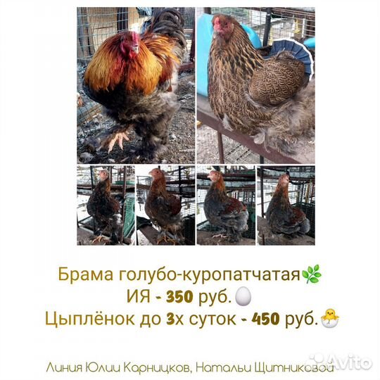 Утята, индоутята, гусята, индюшата