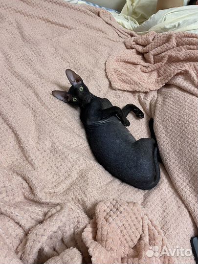 Отдам котенка