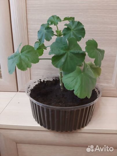 Герань пеларгония