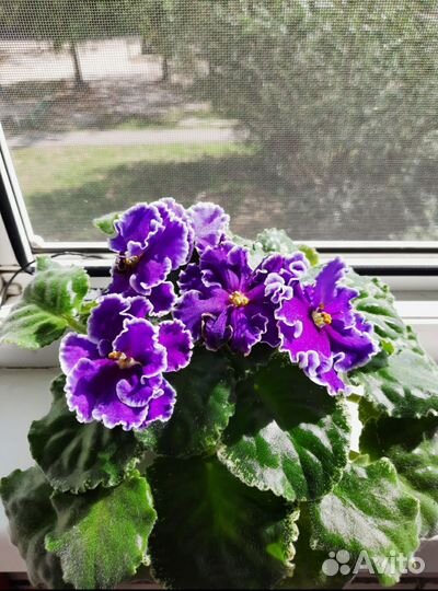 Фиалки сортовые