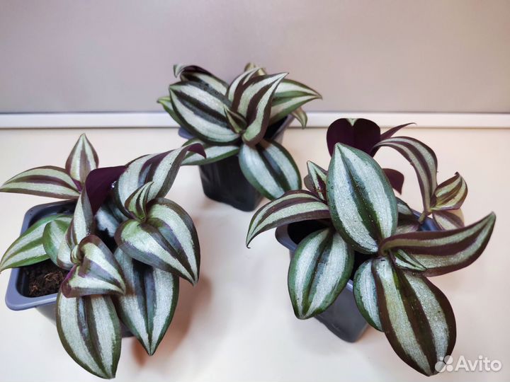 Комнатные цветы традесканция зебрина