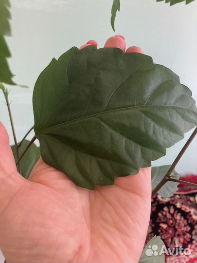 Гибискус Текила санрайс