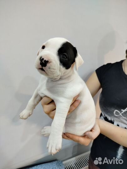 Щенки американского стаффордширского терьер