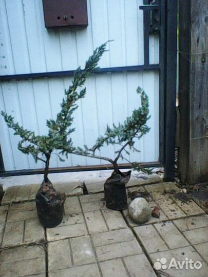 Саженцы разные и розы корнесобственые