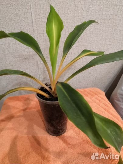 Хлорофитум оранж