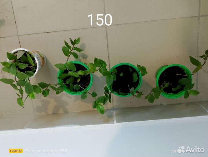 Комнатные растения