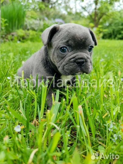 Голубой французский бульдог