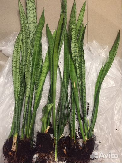 Цветок Сансевиерия (тёщин язык или щучий хвост)