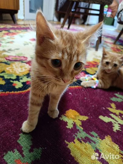 Рыжий котенок в добрые руки