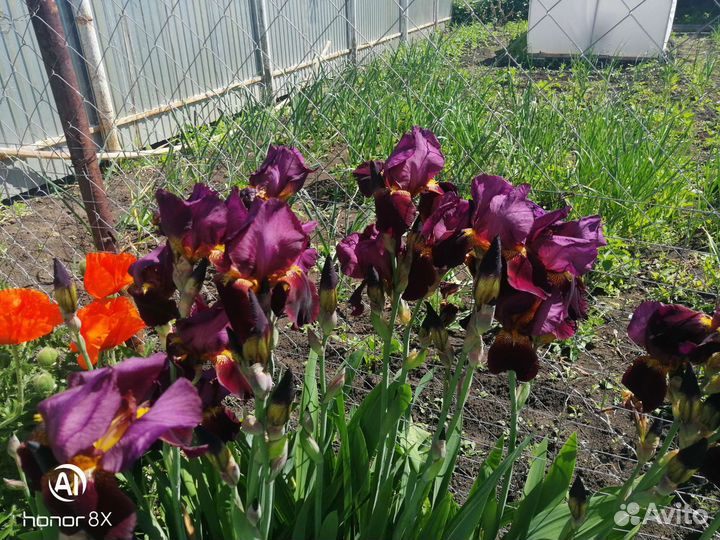 Саженцы ремонтантной малины, клубники