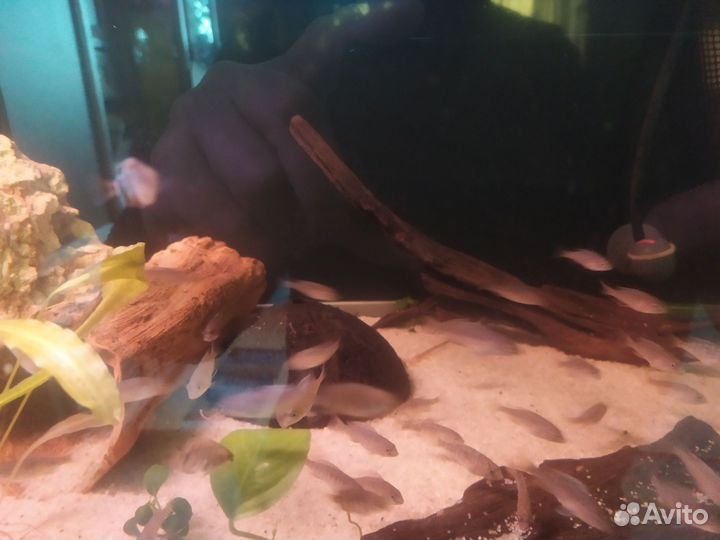 Голубой дельфин