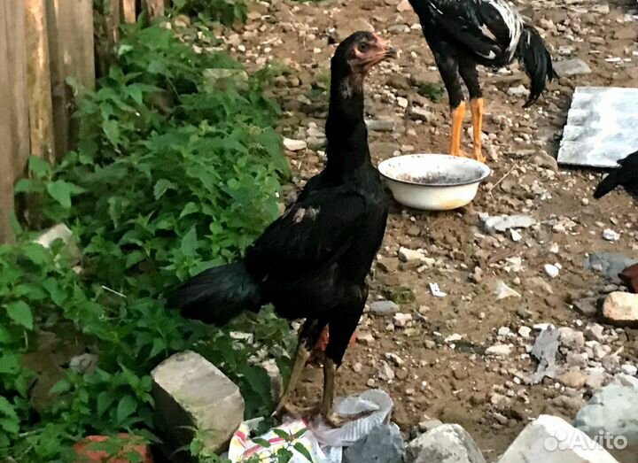 Бойцовые куры