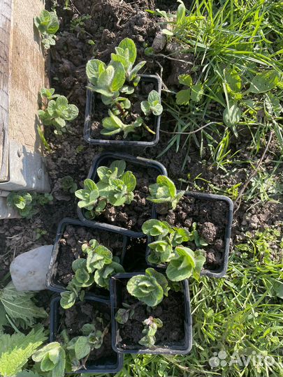 Мята садовая душистая