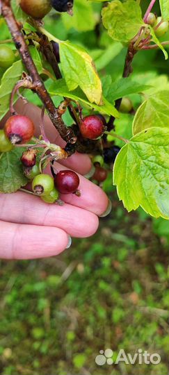 Саженцы черной смородины