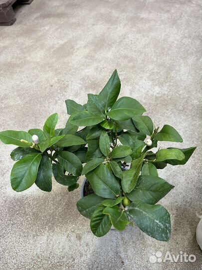 Цитрофортунелла Лимон штамбовая, плодоносит