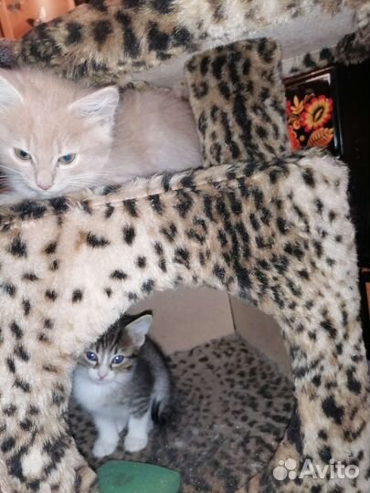 Котенок мальчик