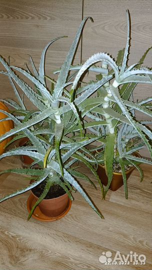 Комнатные цветы алоэ