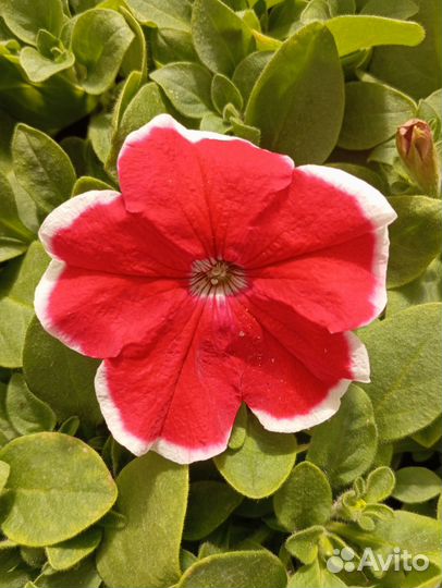 Петуния кустовая крупноцветковая