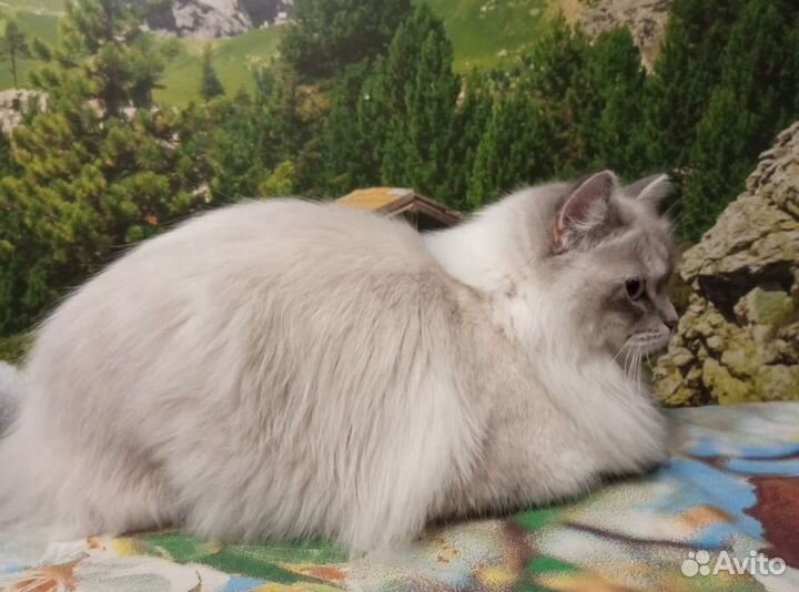 В добрые руки