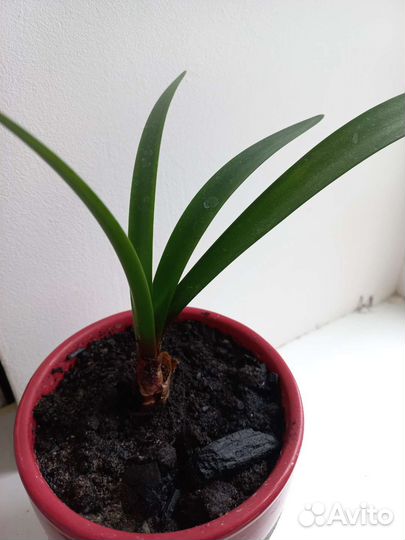 Комнатные цветы Валлота пурпурная лилия растения