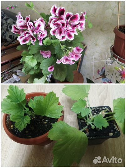 Комнатные цветы