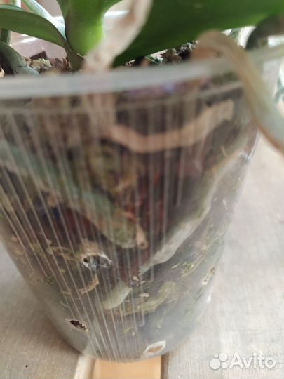 Орхидея бабочка Cupid Star