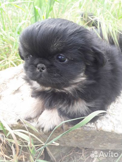 Щенки пекинеса