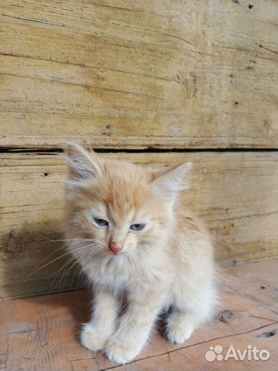 Кошка в дар