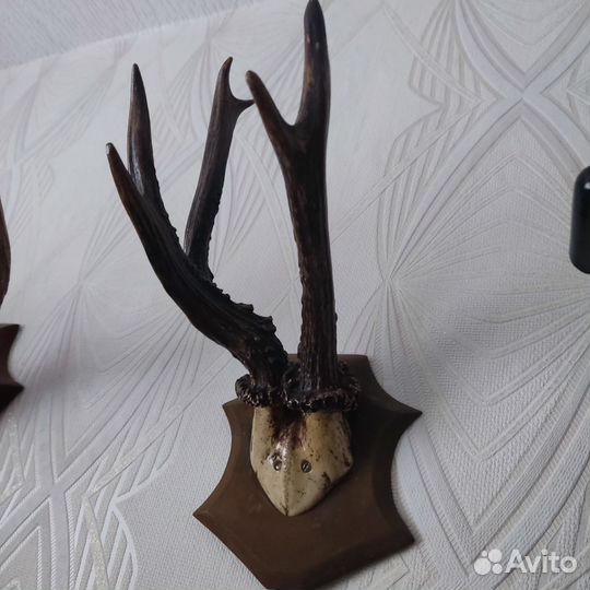 Рога косули