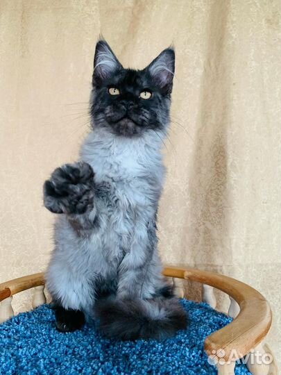 Котята мейнкун