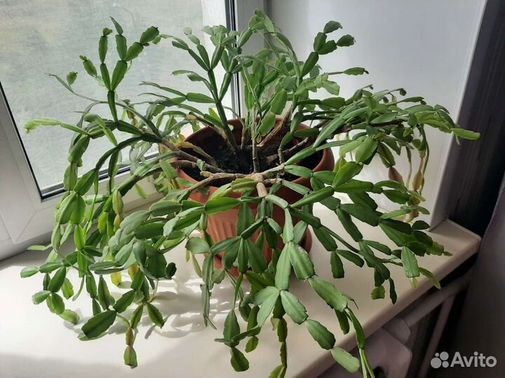 Декабрист шлюмбергера розовый