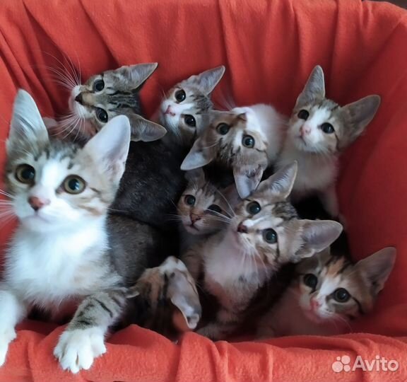 Котята в добрые руки