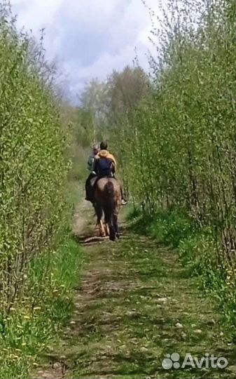 Прогулка на лошади