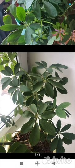 Шеффлера древовидная, Традесканция разноцветная