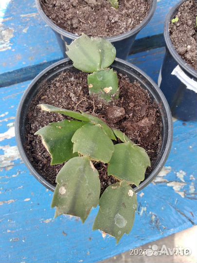 Цветок декабрист