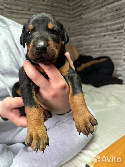 Щенки добермана