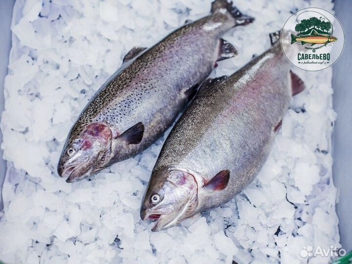 Свежая рыба Форель охлажденная / от Производителя