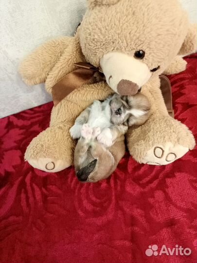 Лхасаапсо щенки