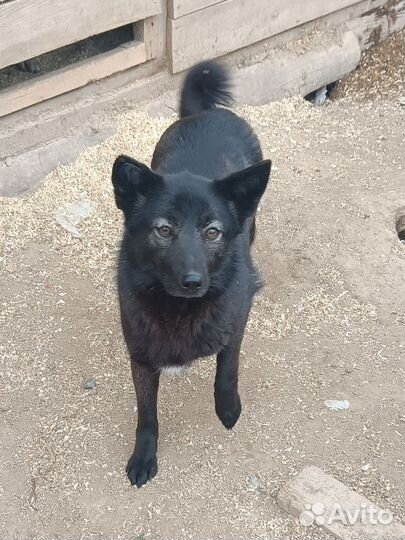 Щенульки ищут хозяев