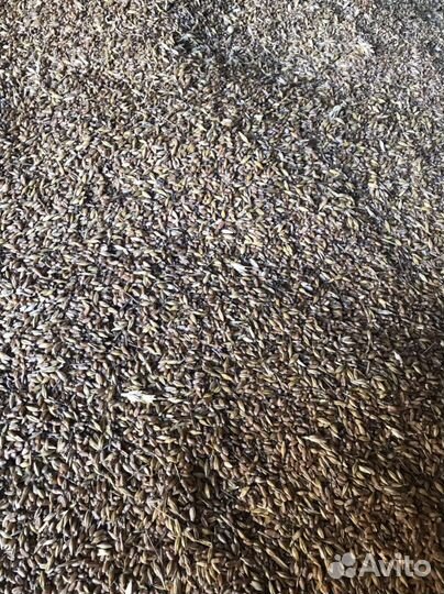 Зерно пшеница горох