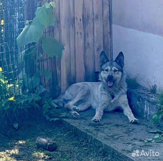 Собака ищет дом