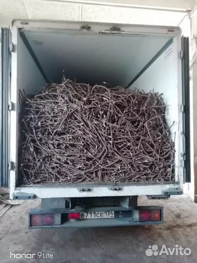 Корень солодки