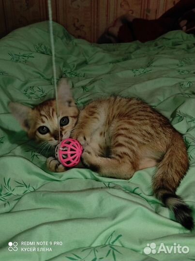 Котята от бенгальской кошки