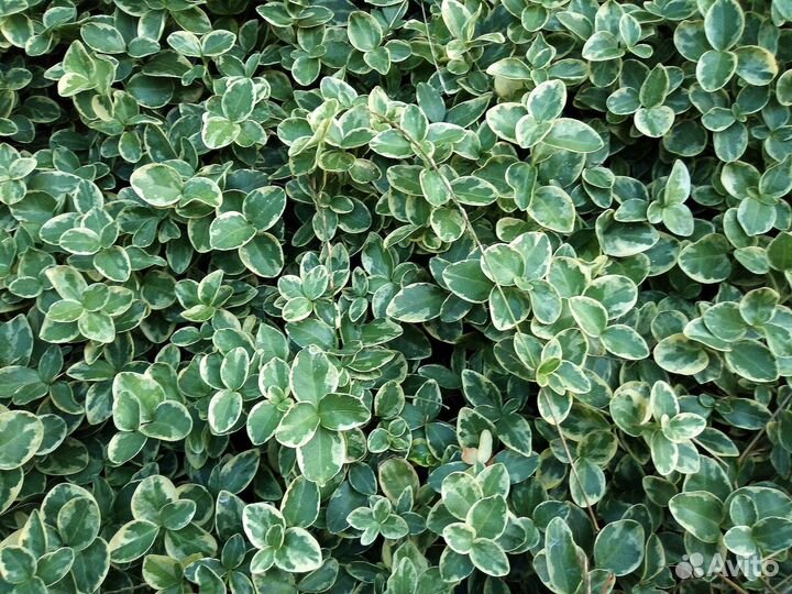 Барвинок пестролистный вечнозеленый