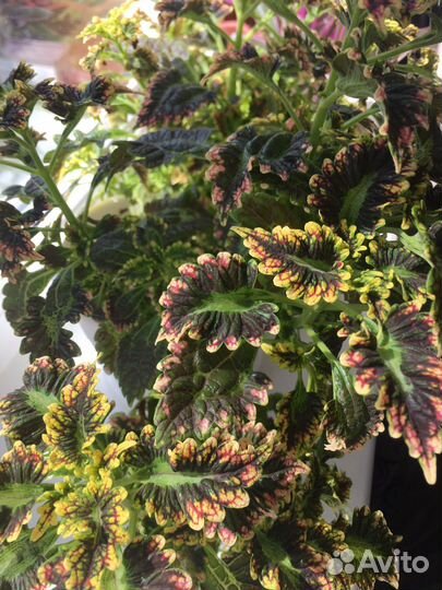 Колеусы вегетативные