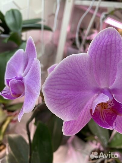 Орхидея фаленопсис