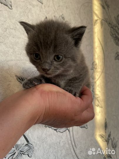 Британская кошка