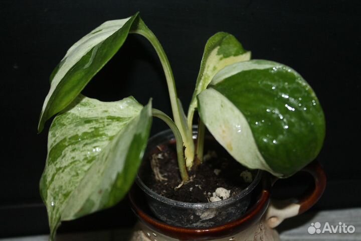 Эпипремнум из домашней коллекции